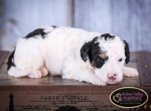 Tri-colored F1B mini bernedoodle near Chicago Illinois