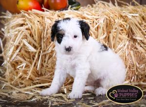 Tri-colored F1B mini bernedoodle near Chicago Illinois