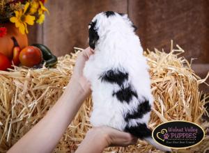 Tri-colored F1B mini bernedoodle near Chicago Illinois