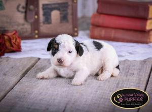 Tri-colored F1B mini bernedoodle near Chicago Illinois