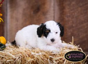 Tri-colored F1B mini bernedoodle near Chicago Illinois