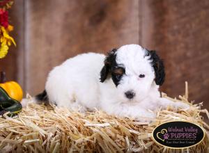 Tri-colored F1B mini bernedoodle near Chicago Illinois