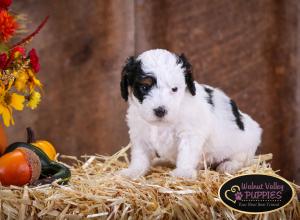 Tri-colored F1B mini bernedoodle near Chicago Illinois