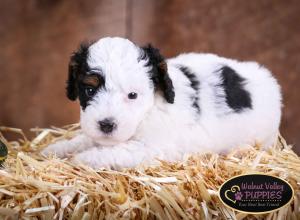 Tri-colored F1B mini bernedoodle near Chicago Illinois