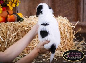 Tri-colored F1B mini bernedoodle near Chicago Illinois