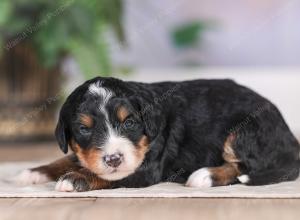 F1 mini bernedoodle near Chicago Illinois