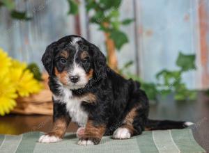 F1 mini bernedoodle near Chicago Illinois