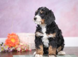 F1 mini bernedoodle near Chicago Illinois