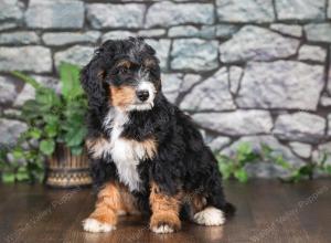 F1 mini bernedoodle near Chicago Illinois