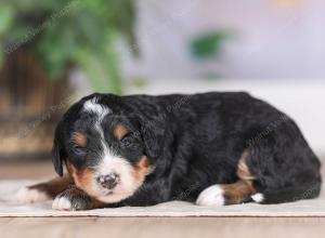 F1 mini bernedoodle near Chicago Illinois