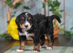 F1 mini bernedoodle near Chicago Illinois