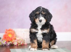 F1 mini bernedoodle near Chicago Illinois