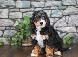 F1 mini bernedoodle near Chicago Illinois