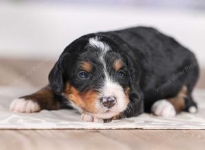 F1 mini bernedoodle near Chicago Illinois