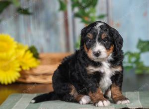 F1 mini bernedoodle near Chicago Illinois