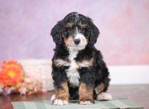 F1 mini bernedoodle near Chicago Illinois