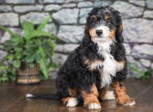 F1 mini bernedoodle near Chicago Illinois