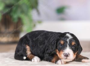 F1 mini bernedoodle near Chicago Illinois