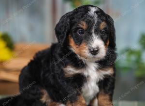 F1 mini bernedoodle near Chicago Illinois