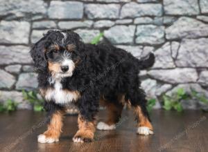 F1 mini bernedoodle near Chicago Illinois