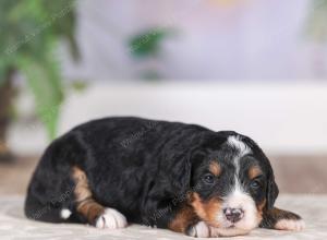 F1 mini bernedoodle near Chicago Illinois