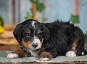 F1 mini bernedoodle near Chicago Illinois