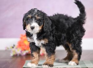 F1 mini bernedoodle near Chicago Illinois