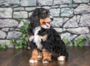 F1 mini bernedoodle near Chicago Illinois