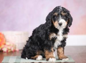 F1 mini bernedoodle near Chicago Illinois