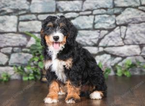 F1 mini bernedoodle near Chicago Illinois