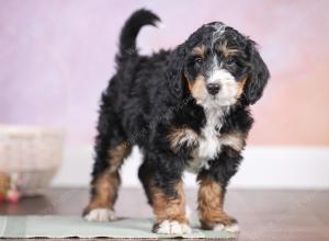 F1 mini bernedoodle near Chicago Illinois