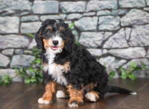 F1 mini bernedoodle near Chicago Illinois