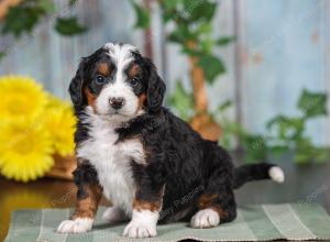 F1 mini bernedoodle near Chicago Illinois