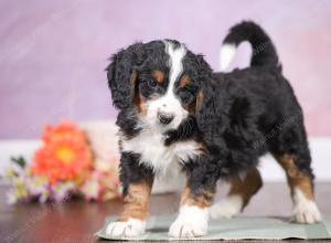 F1 mini bernedoodle near Chicago Illinois