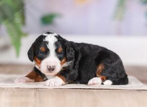 F1 mini bernedoodle near Chicago Illinois