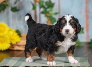 F1 mini bernedoodle near Chicago Illinois