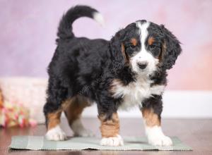 F1 mini bernedoodle near Chicago Illinois