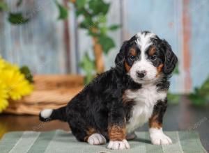 F1 mini bernedoodle near Chicago Illinois