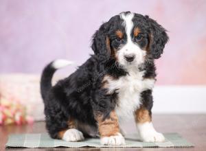 F1 mini bernedoodle near Chicago Illinois