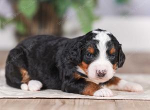 F1 mini bernedoodle near Chicago Illinois