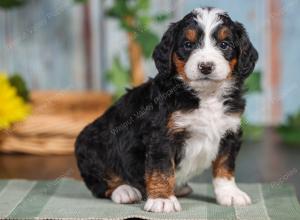 F1 mini bernedoodle near Chicago Illinois