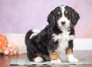 F1 mini bernedoodle near Chicago Illinois