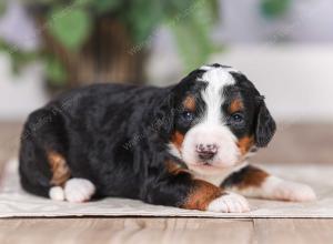 F1 mini bernedoodle near Chicago Illinois