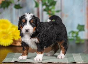 F1 mini bernedoodle near Chicago Illinois