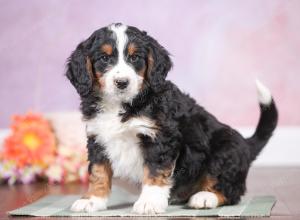 F1 mini bernedoodle near Chicago Illinois