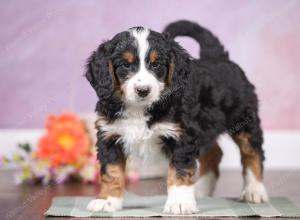 F1 mini bernedoodle near Chicago Illinois