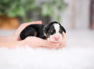 F1 mini bernedoodle near Chicago Illinois