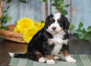 F1 mini bernedoodle near Chicago Illinois