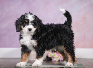 F1 mini bernedoodle near Chicago Illinois