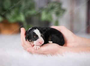 F1 mini bernedoodle near Chicago Illinois